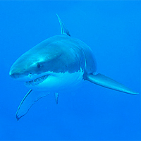 Isla Guadalupe: