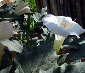 Datura stramonium, by George Davis