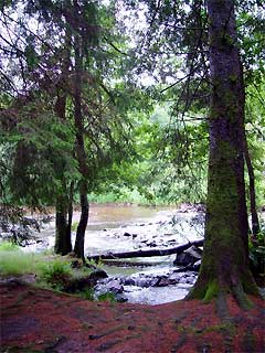 Morvan Trout Stream, by George Davis