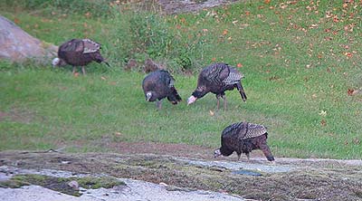 Roadside Wild Turkeys, by George Davis